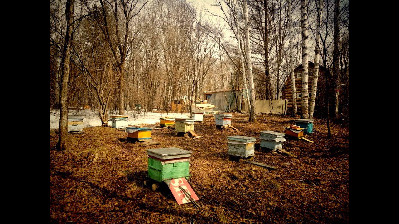 ДОСТАЛИ И ВЫСТАВИЛИ ПЧЕЛ ИЗ ОМШАНИКА, ПОДСОЛИЛИ СОЛОНЦЫ. смотреть онлайн