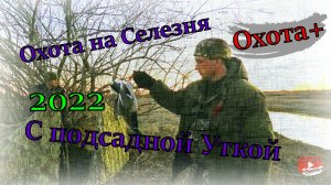 Охота на Селезня с подсадными утками Весна 2022, подсадные утки работали #Охота #Селезень #Подсадные