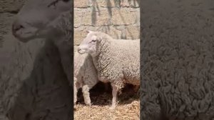 Купил ещё 13голав овец. Баран Тексель.