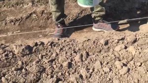 Сеем кизильник блестящий на фабрике растений Никитенко.