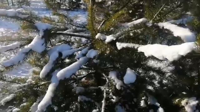 Идем по следу ХУТОРСКОГО зверя. Не выбрасывайте ШЕЛУХУ лука. смотреть онлайн