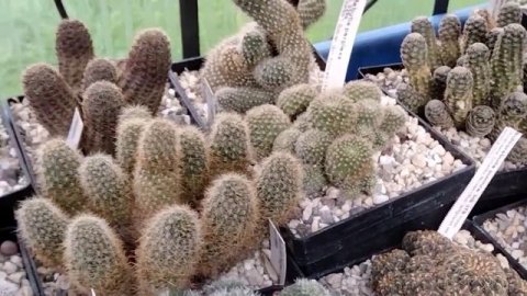 Кактусы.Литопсы.Lithops.Kakteen.