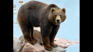 Кавказский бурый медведь_ один из самых крупных наземных хищников