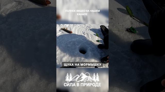 ЩУКА НА МОРМЫШКУ РЫБАЛКА 2024 МАРТ