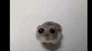 топ мемы 2024