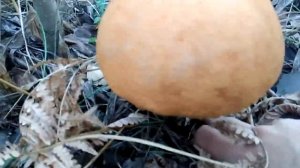 грибы в Тольятти