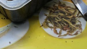 Укоренение черенков розы Кордана Микс 100% - отличный результат!