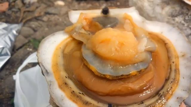 Морской гребешок vlog 001 смотреть онлайн