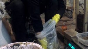 Выращивание Вешенки набивка блоков "часть 4"