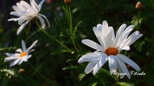 Душевная мелодия...Карена Саркисяна Запоздалые слова Belated words
