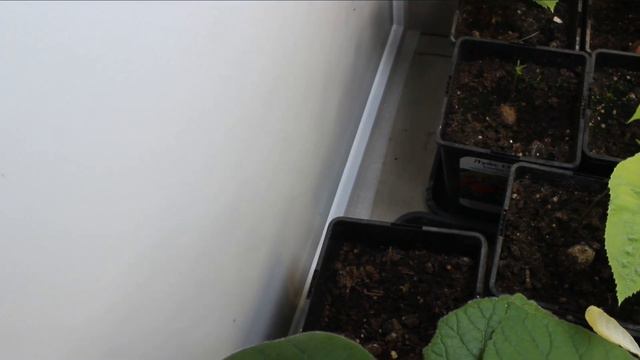 Вот и весна! Мой Зелёный кабинет: павловния, пеканы, грецкие, розы и их компаньоны(табак, мирабилис смотреть онлайн