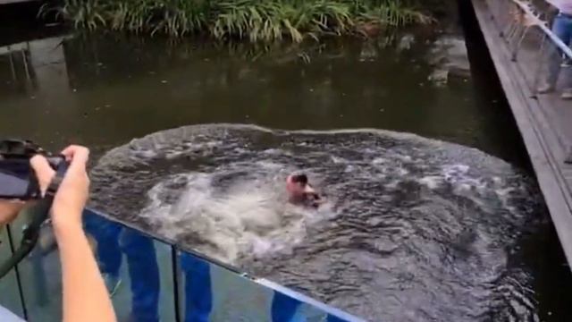 NobelPrize winner Svante Pääbo get tossed into a pond смотреть онлайн