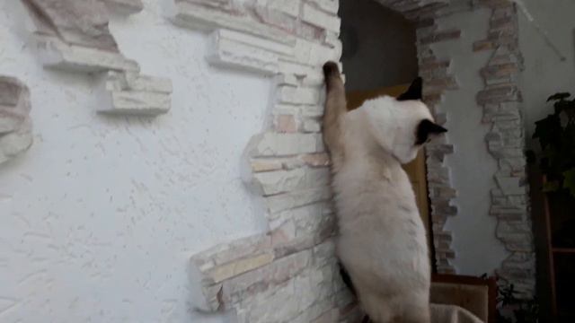 Самая высокая мечта- высота. Кот Сэм смотреть онлайн