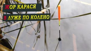 РЫБАЛКА НА ПОПЛАВОК.ЖОР КАРАСЯ ВЕСНОЙ