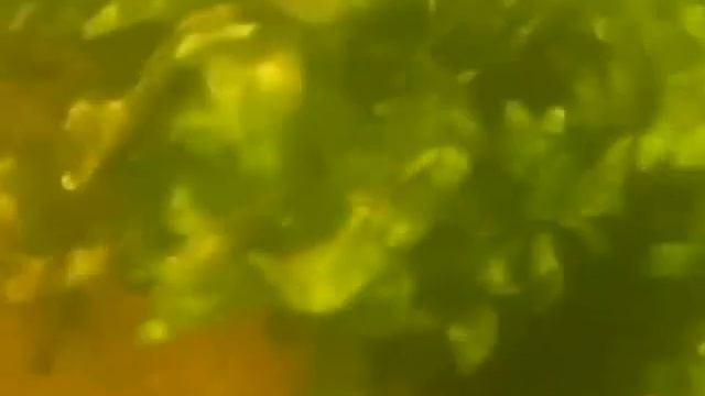 Форель на спиннинг смотреть онлайн