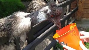 Лохматая ферма)))