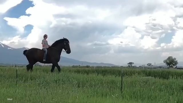 10 Most Powerful Horses in the World смотреть онлайн