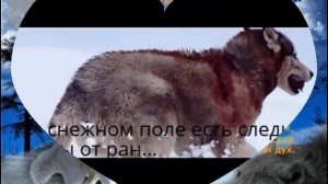 Стихи про волков