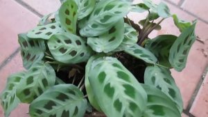 Maranta Leuconeura bicolor HD