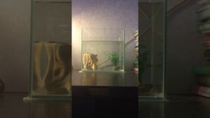 💦💦Запуск аквариума 10 литров