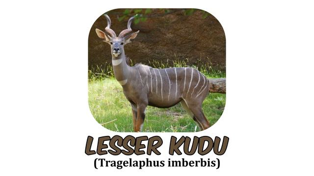 8 Species of Spiral-horned Antelopes | Genus: Tragelaphus смотреть онлайн