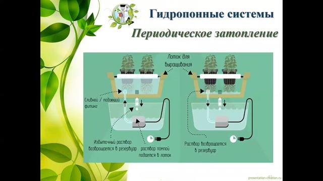 Технология гидропоники в детском саду