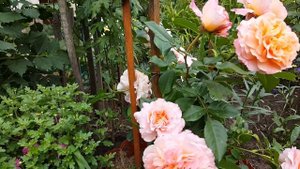 Роза Августа Луиза . Rosa Augusta Luise . Чайно-гибридные розы . Tantau .