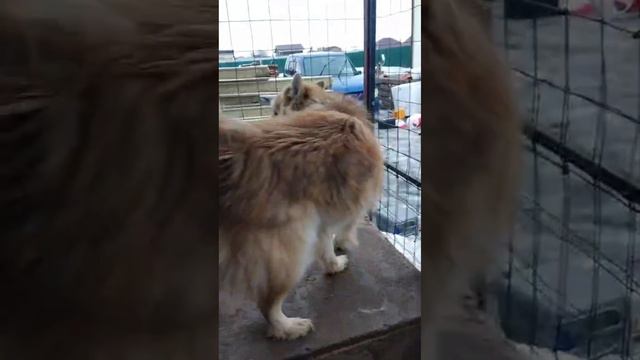 Извините, я сегодня не в духе! | Лаки (Абрикос)