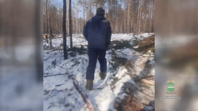 Начальника амурского лесхоза обвинили в незаконной рубке деревьев смотреть онлайн