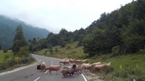 Баран напал на пастуха