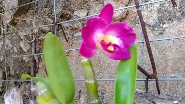 #dendrobium #pierardii Orquídea Dendrobium Pierardii e outros смотреть онлайн