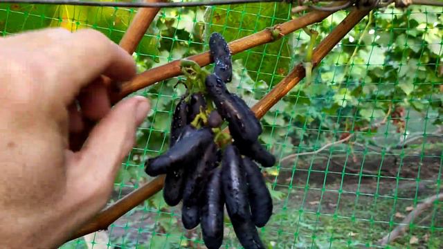 VID 20201011 171531 наши экзоты смотреть онлайн