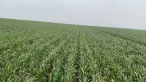 Вносим фунгицид, гербицид и инсектицид по пшенице ???