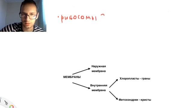 Строение хлоропласта и митохондрии