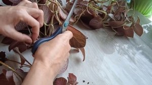 Эстафета. Черенкование эписции.