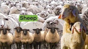 Farm Animals for Kids | Learn all about these fun animals!