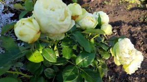 Роза Pure Blonde (Пур Блонд)