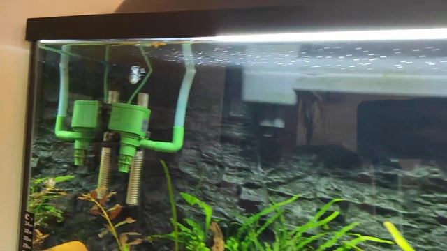 Попугай голубой (сапфировый) смотреть онлайн