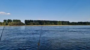 Ловим судака и угря на бычка. Угорь 66 см на бычка. Рыбалка на угря на реке Рейн. Рыбалка в Германи