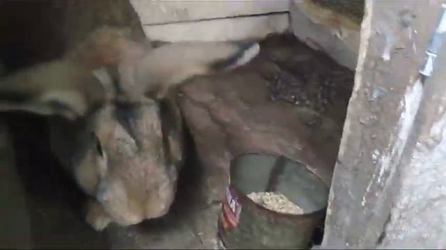 Что случилось на моём хозяйстве? смотреть онлайн