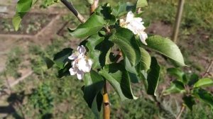 ЯБЛОНЯ ЗАЦВЕЛА В АВГУСТЕ! Цветение плодовых деревьев осенью! #shorts