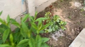 Подкармливаю розочки древесной золой, для пышного цветения, и не только!