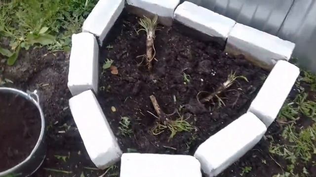 Сажаю хрен. 29.04.2018г. смотреть онлайн