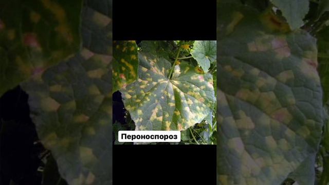 Самые распространённые проблемы при выращивании огурцов 🥒🥒🥒
