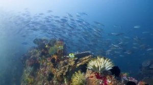 Under Red Sea 4K - Beautiful Coral Reef Fish in Aquarium, Sea Animals for Relaxation - 4K Video