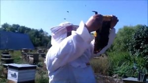 Среднерусские пчёлы, работа с гнездом