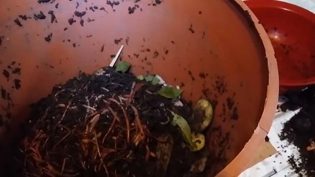 Разводим червей в домашних условиях. Часть 1. смотреть онлайн