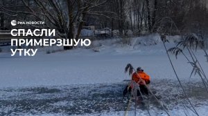 Спасли примерзшую утку