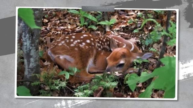 Все Лошади Бы Умерли, Если Бы Не Это смотреть онлайн