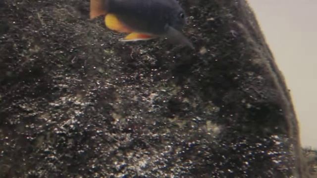 Copadichromis Borley Kadango смотреть онлайн